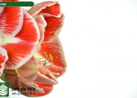 hippeastrum Samba ® (3)